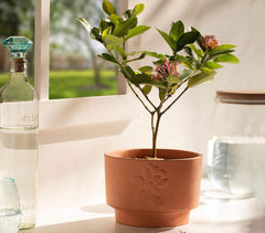 Terracotta Short Teravak Embossed Planter